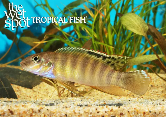 Signatus wallaceochromis (Wallaceochromis signatus)