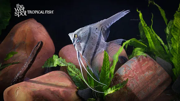 Silver angelfish (Pterophyllum scalare)