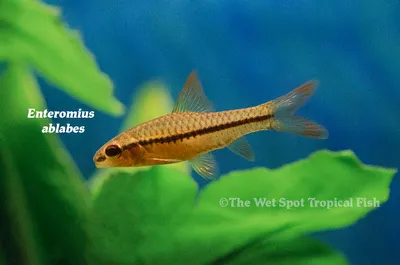 Ablabes barb (Enteromius ablabes)