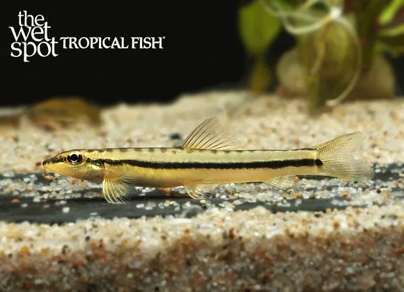 Silverbelly loach (Nemacheilus argyrogaster)