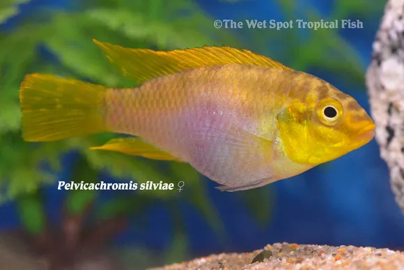 Silvia's krib (Pelvicachromis silviae)