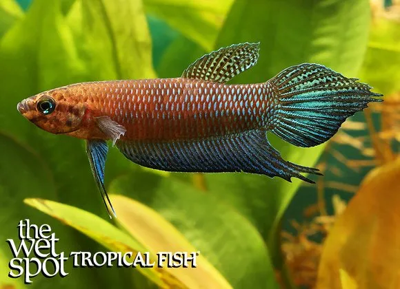 Sims' betta (Betta simorum)