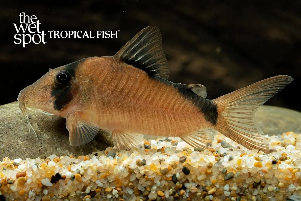 Simulatus cory (Corydoras simulatus)