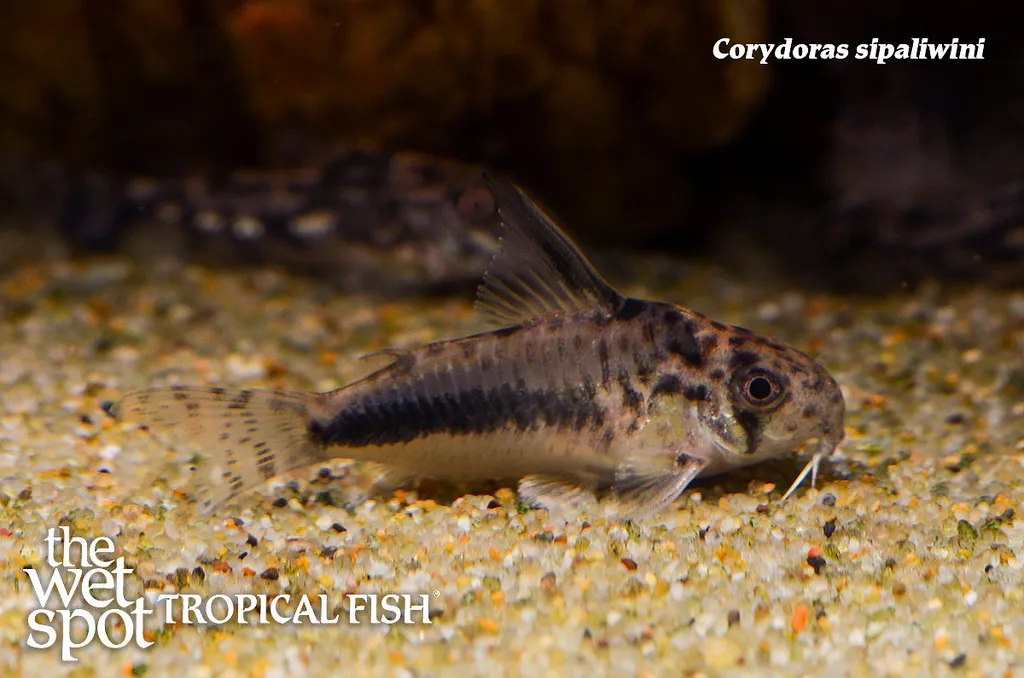 Sipaliwini cory (Hoplisoma sipaliwini)