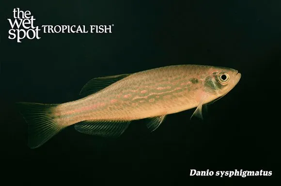 Sittaung danio (Danio sysphigmatus)