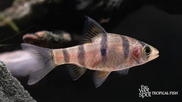 Six-banded barb (Desmopuntius hexazona)