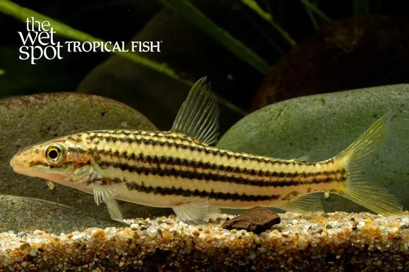 Six-line leporinus (Leporinus sexstriatus)