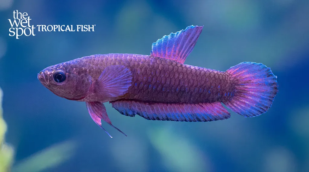 Slender betta (Betta bellica)