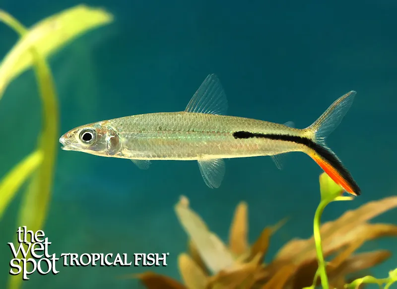 Slender hemiodus (Hemiodus gracilis)