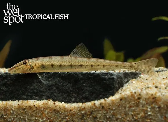 Slender horseface loach (Acantopsis ioa)