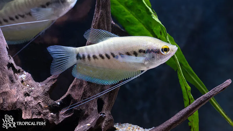 Snakeskin gourami (Trichopodus pectoralis)