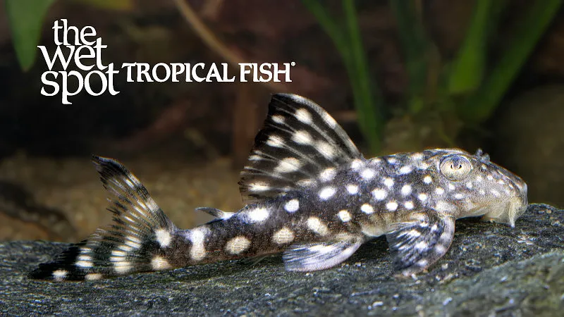 Snowball pleco (L102) (Hypancistrus inspector)