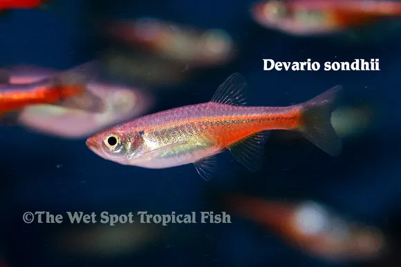 Sondhi danio (Devario sondhii)