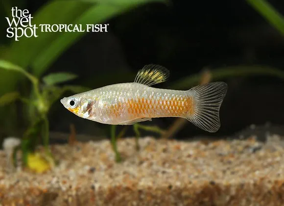 Southern molly (Poecilia vivipara)
