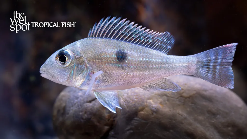 Spadetail checkerboard cichlid (Dicrossus maculatus)