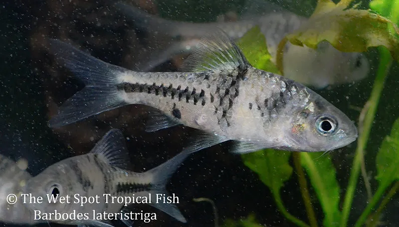 Spanner barb (Barbodes lateristriga)