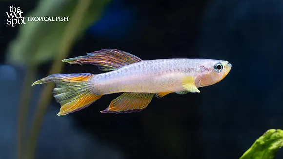 Splendid killifish (Aphyosemion splendopleure)