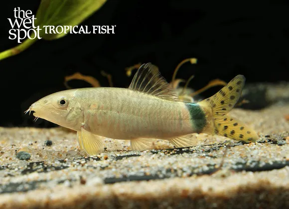 Splendid loach (Yasuhikotakia splendida)