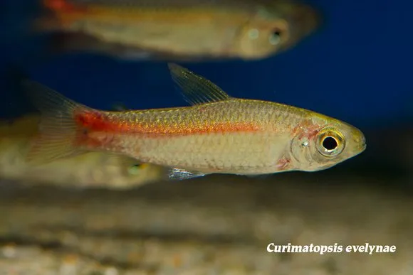 Spot-tail curimata (Curimatopsis evelynae)