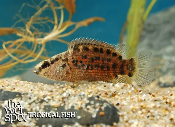 Spotted badis (Badis assamensis)