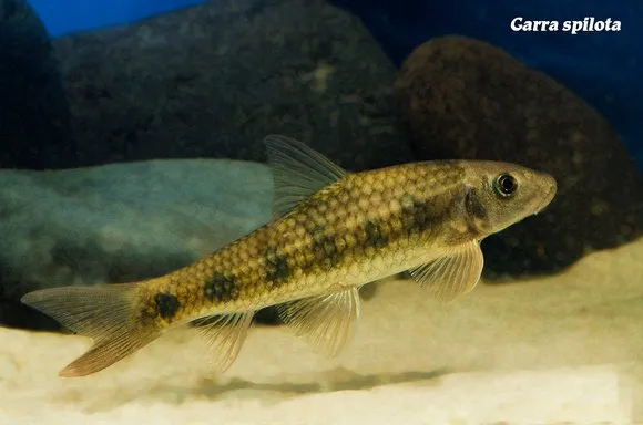 Spotted garra (Garra spilota)