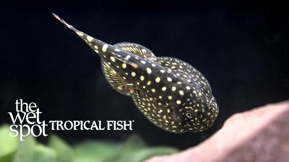 Spotted hillstream loach (Gastromyzon punctulatus)