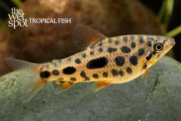 Spotted leporinus (Leporinus granti)