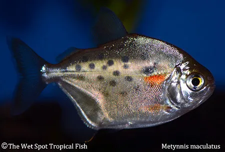 Spotted metynnis (Metynnis maculatus)