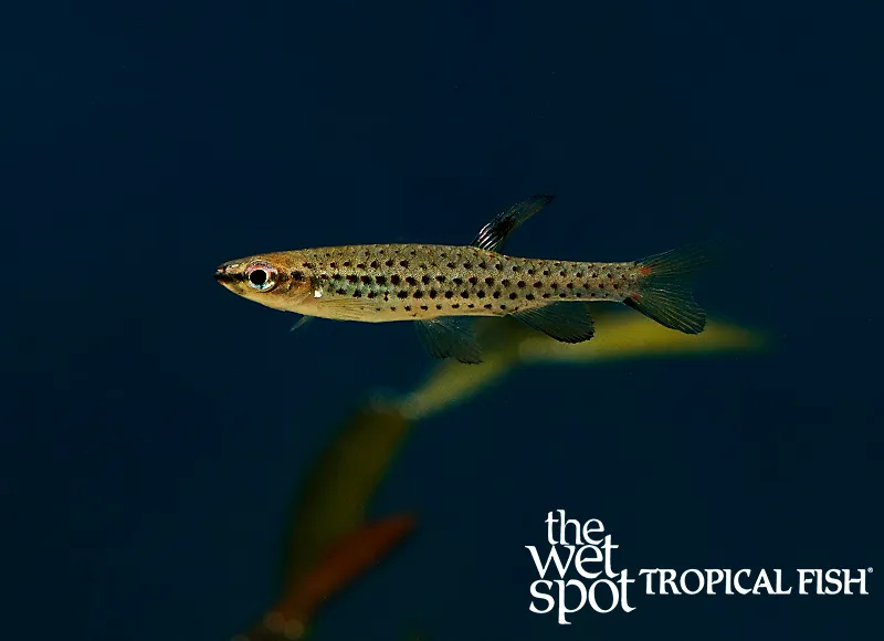 Spotted splash tetra (Copella nattereri)