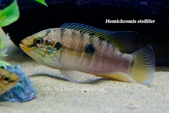 Star jewel cichlid (Rubricatochromis stellifer)