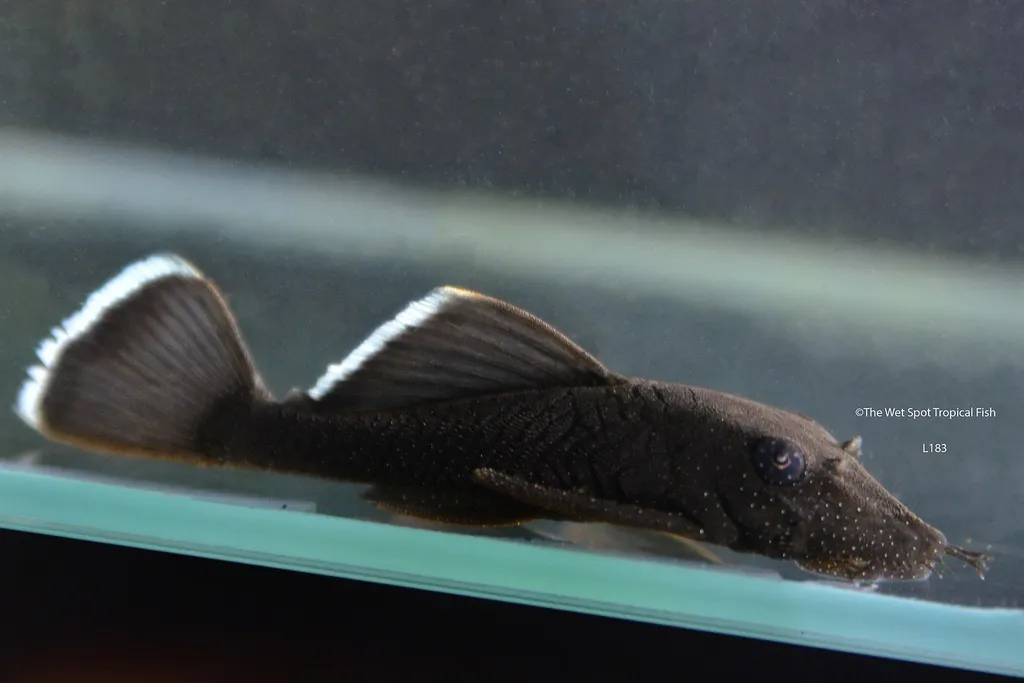 Starlight Bristlenose Pleco (L183) (Ancistrus dolichopterus)