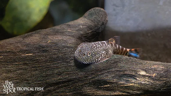 Starry Borneo sucker (Gastromyzon stellatus)