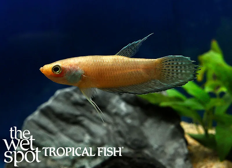 Stigmosa betta (Betta stigmosa)