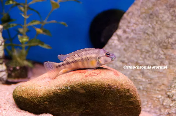 Stormsi cichlid (Orthochromis stormsi)