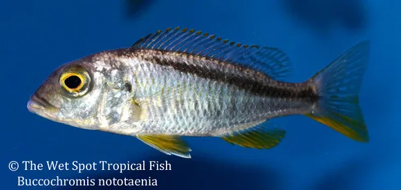 Stripeback buccochromis (Buccochromis nototaenia)