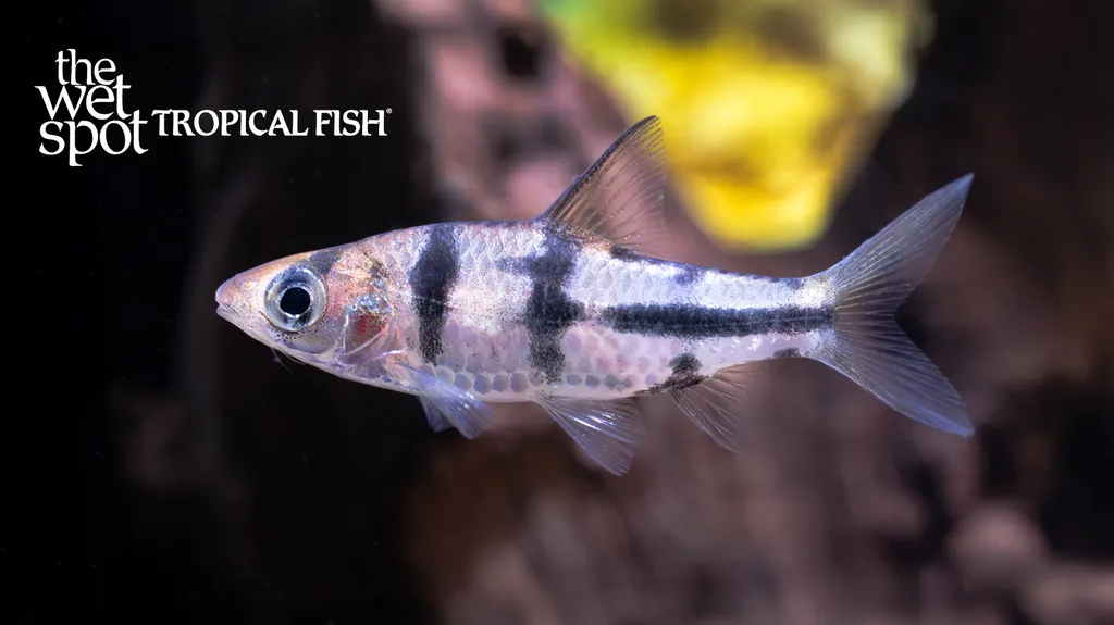 Striped barb (Desmopuntius johorensis)
