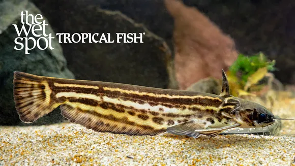 Striped woodcat (Trachelyopterichthys taeniatus)