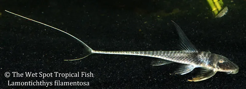 Sturgeon Catfish (Lamontichthys filamentosus)