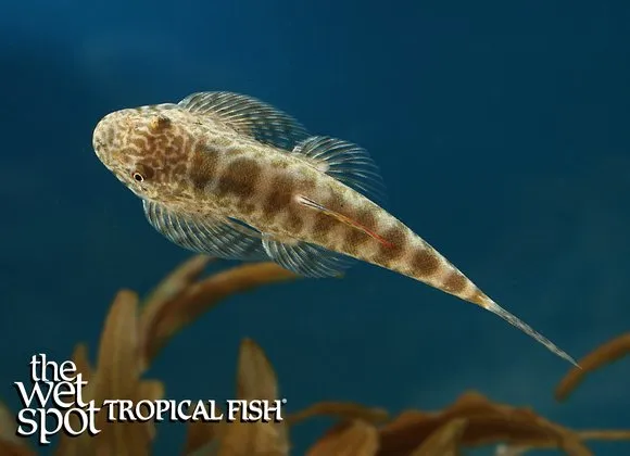 Sucker-belly loach (Pseudogastromyzon myersi)