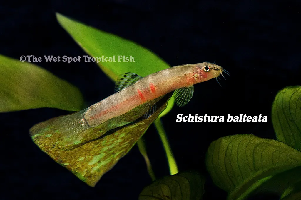 Sumo loach (Schistura balteata)