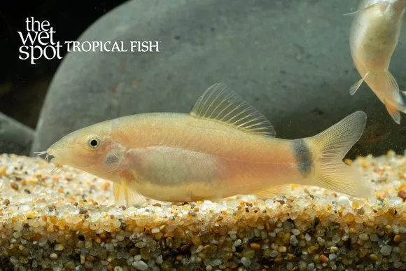 Sun loach (Yasuhikotakia eos)