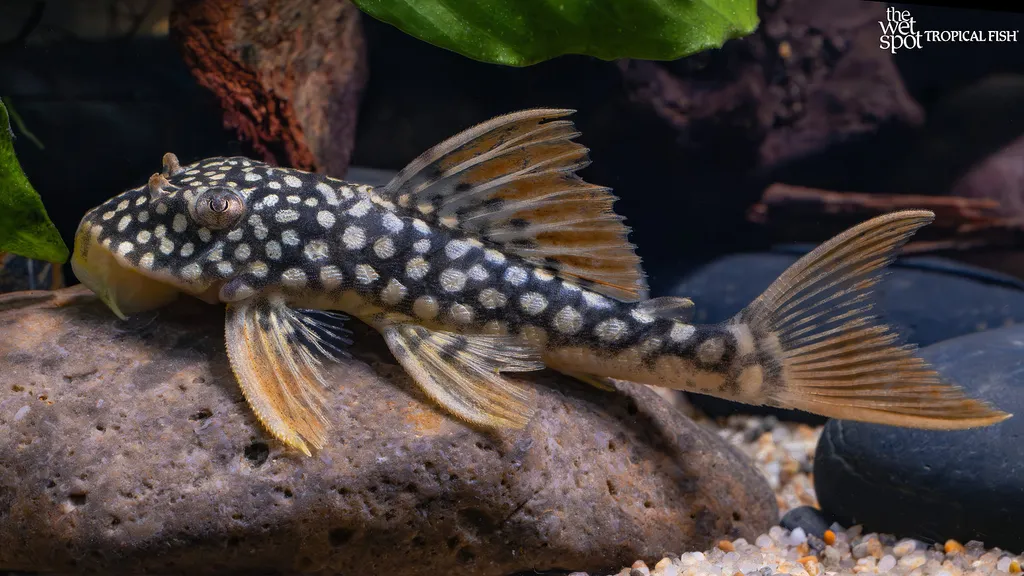 Sunshine Pleco (L014) (Scobinancistrus aureatus)
