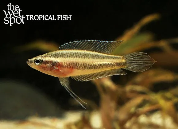 Swamp licorice gourami (Parosphromenus paludicola)