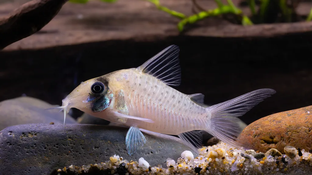 Sychr's catfish (Brochis sychri)