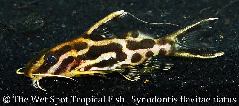 Pyjama synodontis (Synodontis flavitaeniatus)