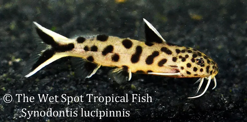 Dwarf petricola (Synodontis lucipinnis)