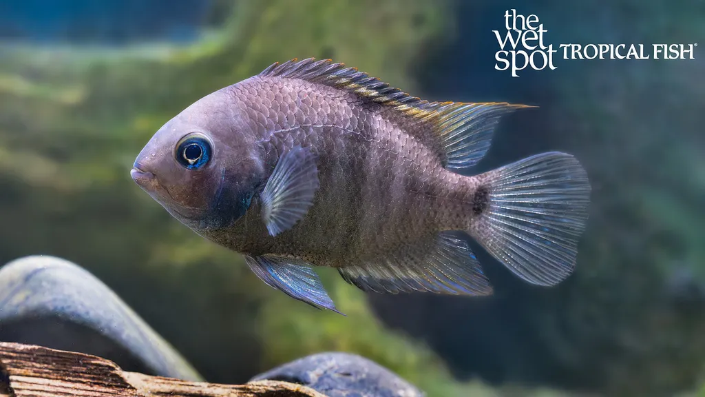 T-bar cichlid (Amatitlania sajica)