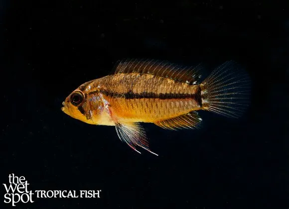 T-bar dwarf cichlid (Apistogrammoides pucallpaensis)