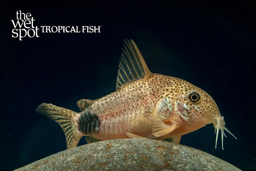 Tailspot Cory (Hoplisoma caudimaculatum)