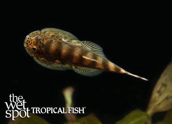 Tamang Borneo sucker (Hypergastromyzon humilis)